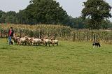 BORDER COLLIE - MOUTONS 014